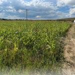 Ringa (Shitet Toka ne Mirash)370/23