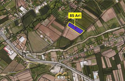 Trull 85 Ari për SHITJE, Gracë